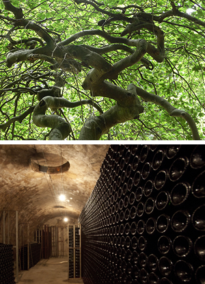 Champagne Alain Lallement - Notre histoire