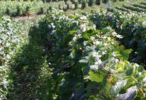 Champagne Alain Lallement - Notre exploitation au cœur du vignoble